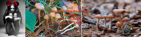 бошки Алзамай